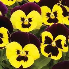I Love The Pansies Flower Faces Pansies Flowers Winter Pansies Pansies
