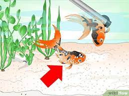 Kerajaan perak juga akan mendapatkan laporan lengkap berhubung punca kematian ikan sangkar di kawasan kuala kurau, kuala gula dan tanjung piandang yang dilaporkan beberapa minggu lalu. Cara Menyelamatkan Ikan Emas Sekarat Dengan Gambar Wikihow