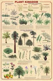 Plant Kingdom 2 Educational Science Chart Poster