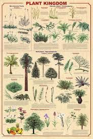 plant kingdom 2 educational science chart poster