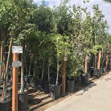Hours may change under current circumstances Star Nursery 10 Photos Nurseries Gardening 1145 W Sunset Blvd Saint George Ut Phone Number Yelp