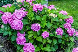 Green leaf bush with pink flowers. Hydrangea Bush Of Blooming Pink Flowers On A Background Of Green Leaves Growing On The Ground In The Garden Stock Photo Picture And Royalty Free Image Image 139185873