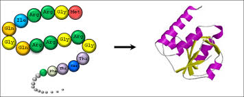 Purification, structure synthesis and biological activity. Protein Classification Protein Classification