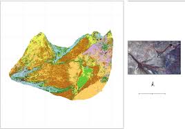 Image result for Basananthe pedata
