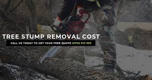 When determining how much it costs to remove a tree, consider the size of the tree, accessibility, condition, trunk diameter, and more. How Much To Remove A Tree Stump Tree Care Tips And Advice