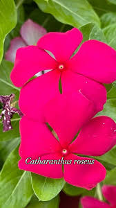 Image result for Catharanthus