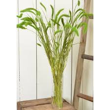 Image result for Setaria kagerensis