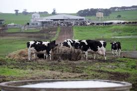 Malaysia need additional 10,000 dairy cows to meet demand of local milk production. Global Islamic Economy Summit On Twitter Holstein Milk Company Sdn Bhd 30 Owned By Khazanahnasional Bhd Invests Rm85 Million To Buy Dairy Farms And Mills In Melbourne Australia Salaaminsights Https T Co 9qdlnb2v79 Https T Co Sxxqsz4sol