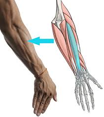 The diagram above shows some detail of the structure of a muscle cell. How To Draw Forearms Arm Anatomy For Artists Proko