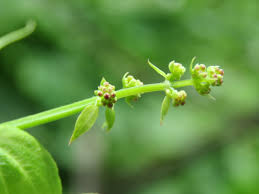 Image result for Rubia cordifolia