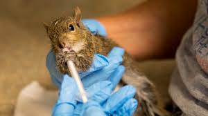 Eastern Gray Squirrel Nesting Season Means More Babies Are Being Found