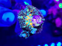 Mushroom corals require low water flow and low lighting to maintain proper color. Coral Mushrooms Kijiji In Ontario Buy Sell Save With Canada S 1 Local Classifieds