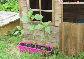 Le tournesol (helianthus annuus) est une plante annuelle de grande taille, dont la tige peut atteindre 4 m de. Faire Pousser Des Tournesols Le Pays Des Merveilles