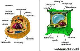 We did not find results for: Sel Pengertian Fungsi Jenis Struktur Dan Bagian Murid Co Id