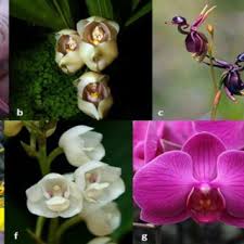 Dracula simia, b) Anguloa uniflora, c ...