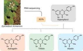It has automated and streamlined internal processes and communications, delivering productivity and efficiency improvements. Identification And Characterization Of Three Flavonoid 3 O Glycosyltransferases From Epimedium Koreanum Nakai Sciencedirect