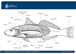 Differences in the anatomy of fish can explain some of their feeding habits and their life cycle. Internal Anatomy Of A Fish Anatomy Drawing Diagram