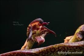 Image result for Bulbophyllum sandersonii