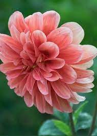 Pin By Katherine Baron On Flower Power Dahlia Flower Garden Beautiful Flowers Pretty Flowers