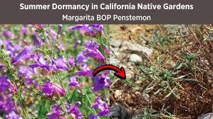 Image result for Catunaregam stenocarpa