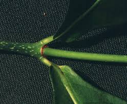 Image result for Psychotria heterosticta