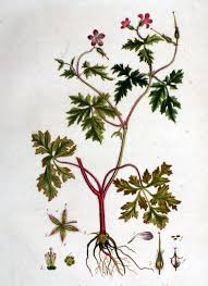 Smelling like burning rubber when crushed, herb robert leaves are said to repel mosquitos when each june through september, herb robert produces tiny pink flowers which produce a pleasant. Herb Robert Facts And Health Benefits