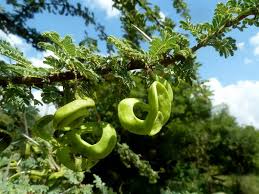 Image result for Acacia kamerunensis