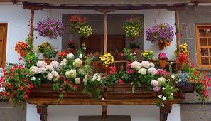 Maybe you would like to learn more about one of these? Las 10 Plantas Colgantes Que Haran Ideal Tu Terraza O Patio Plantas