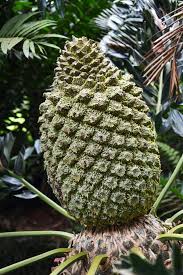 Image result for Encephalartos transvenosus