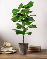 Another common reason why fiddle leaf fig leaves begin to turn yellow is when the temperature isn't regulated correctly. Ficus Lyrata Or Fiddle Leaf Fig Buy Online Green Souq Uae