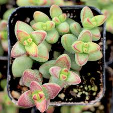 Image result for Crassula alticola