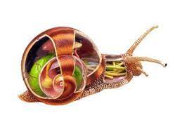 Check spelling or type a new query. Toate Tipurile De Melci De Acvariu Nume Descriere Cu Fotografie Reproducere Ce MÄnancÄ Melci AcasÄ