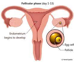Menstruation is also known by the terms a menstrual cycle is considered to begin on the first day of a period. Phases Of Menstrual Cycle