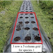 Image result for Phacelurus gabonensis