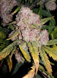 Marijuana Seed Bank Best Online Seed Bank Royal Seed Bank
