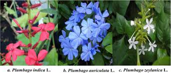 Image result for Plumbago plant Tamil name