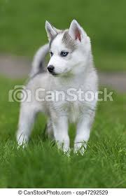 Check these awesome cute puppies pictures that will makes you adore animals and dogs. Cute Little Husky Puppy Cute Little Siberian Husky Puppy In Grass Canstock