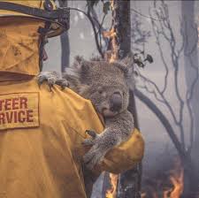 Volunteer Firefighter In Australia Saving A Koala Bear In 2020 Koala Bear Koala Animals