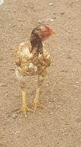 Stay in the know with automatic order status updates, including tracking, reminders, and more! Kusile Farms Malay Game Chickens For Sale Cocks R800 Facebook