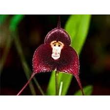 Monkey Face Orchid