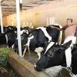 Animal husbandry