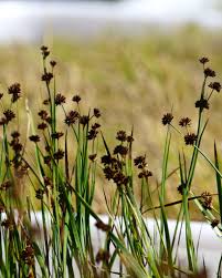 Image result for Juncaceae