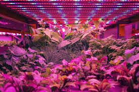 We at migro are passionate about grow lighting technology. Does The Color Of Light Affect Plant Growth Heck Yes And Here S Why Mini Garden Guide