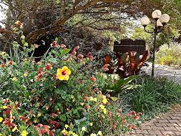 Image result for Synadenium cupulare