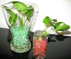Maybe you would like to learn more about one of these? How To Grow Money Plant Indoors In Water Plantdecors Com