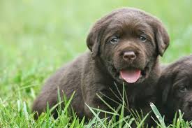 Cherryacre labradors, a breeder from dexter, michigan. Cherryacre Labradors Puppies