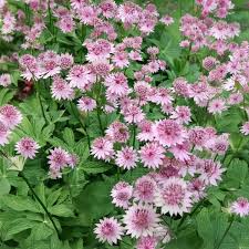 Image result for Astrantia major `Roma`