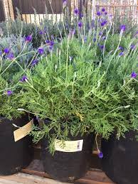 Fern Leaf Lavender Plants Garden Styles Garden