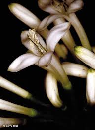 Image result for Pavetta cataractarum