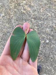 Image result for Colophospermum mopane